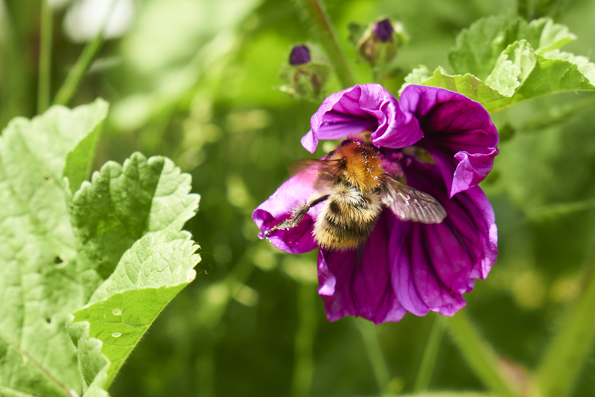 Ein kurzer Besuch im Garten